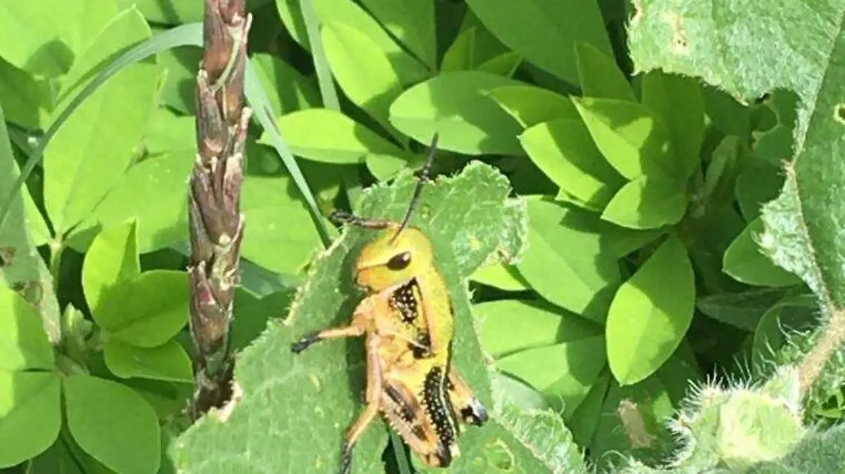 plaga de chapulines